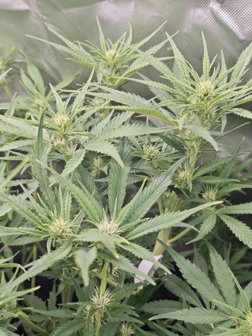 Guava Auto RF3 organic.. Week 6 - Guava Auto RF3
