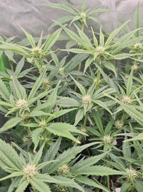 Guava Auto RF3 organic.. Week 6 - Guava Auto RF3