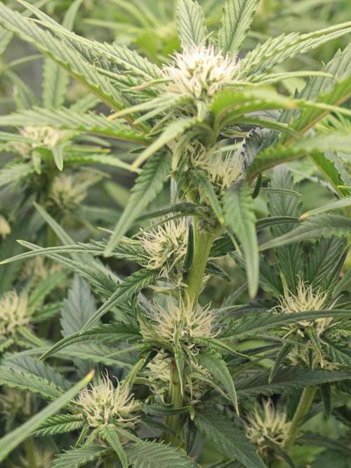 Guava Auto RF3 organic.. Week 6 - Guava Auto RF3 