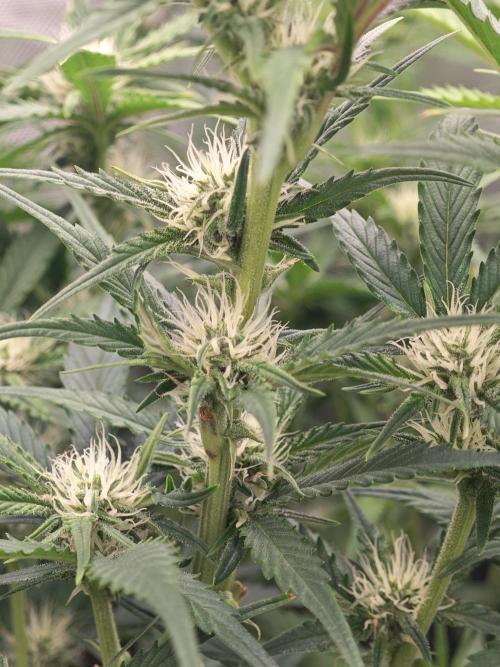 Guava Auto RF3 organic.. Week 6 - Guava Auto RF3 
