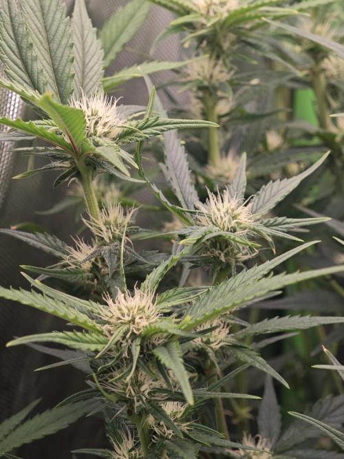 Guava Auto RF3 organic.. Week 6 - Guava Auto RF3 