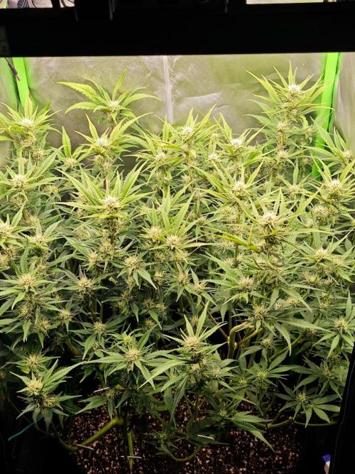 Guava Auto RF3 organic.. Week 7 - Guava Auto RF3