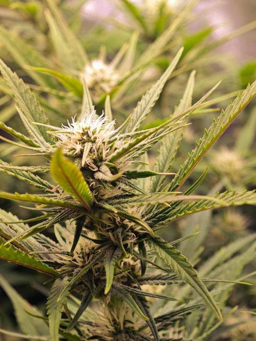 Guava Auto RF3 organic.. Week 7 - Guava Auto RF3