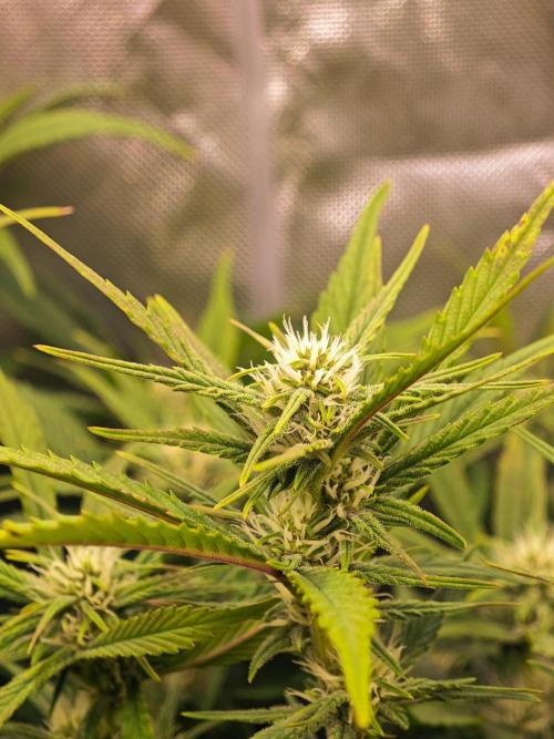 Guava Auto RF3 organic.. Week 7 - Guava Auto RF3