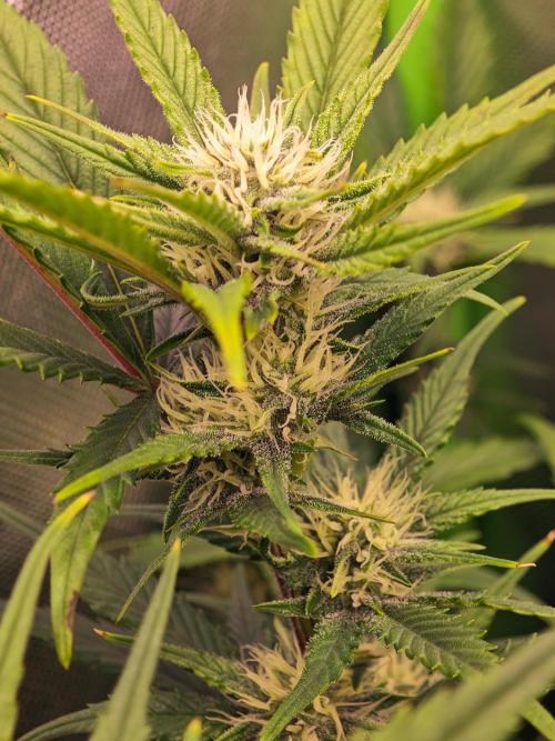Guava Auto RF3 organic.. Week 7 - Guava Auto RF3