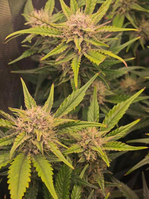 Guava Auto RF3 organic.. Week 8 - Guava Auto RF3
