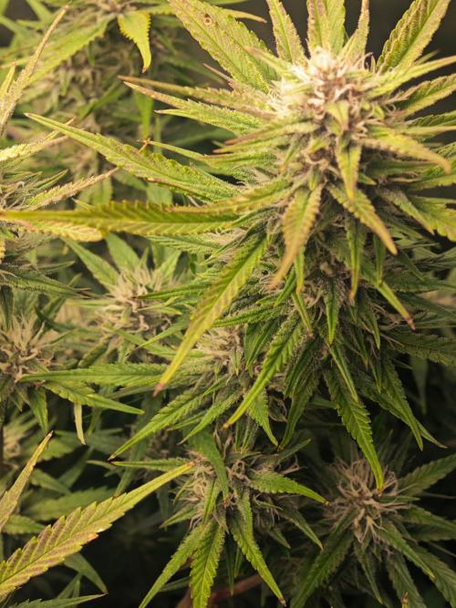 Guava Auto RF3 organic.. Week 8 - Guava Auto RF3