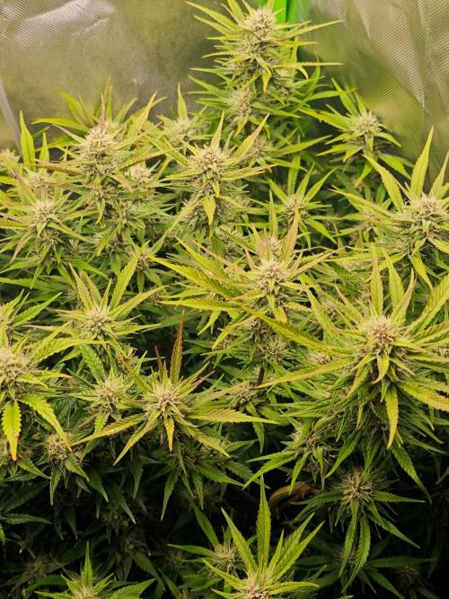 Guava Auto RF3 organic.. Week 8 - Guava Auto RF3
