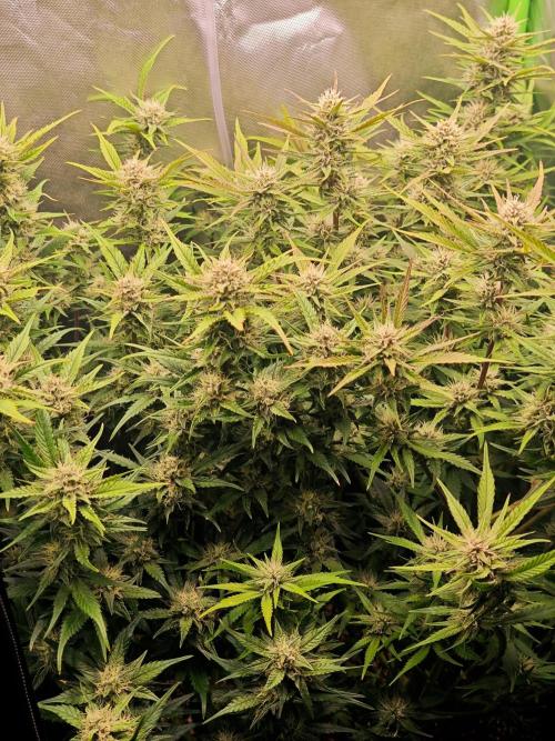 Guava Auto RF3 organic.. Week 8 - Guava Auto RF3