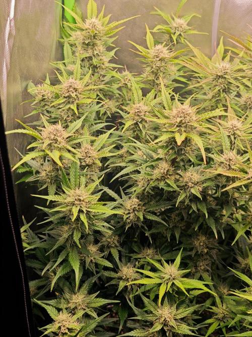 Guava Auto RF3 organic.. Week 8 - Guava Auto RF3