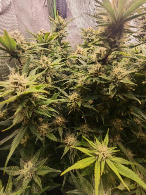 Guava Auto RF3 organic.. Week 8 - Guava Auto RF3
