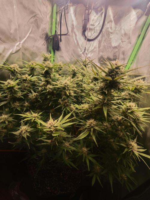 Guava Auto RF3 organic.. Week 8 - Guava Auto RF3