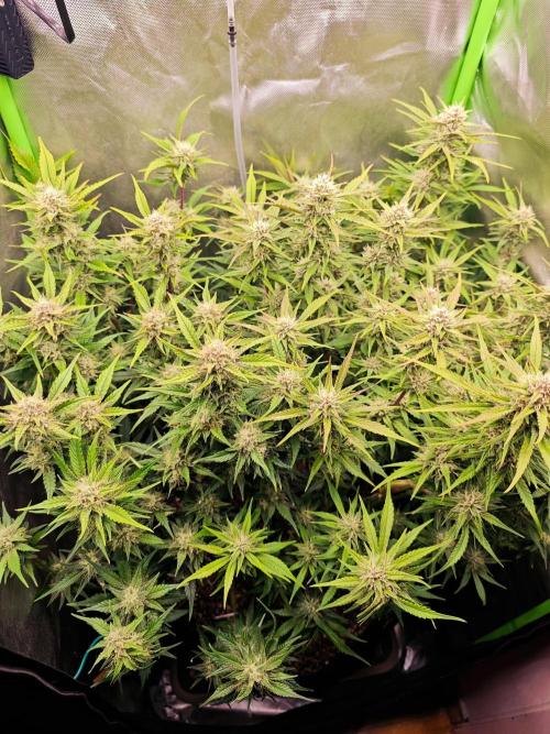 Guava Auto RF3 organic.. Week 8 - Guava Auto RF3 