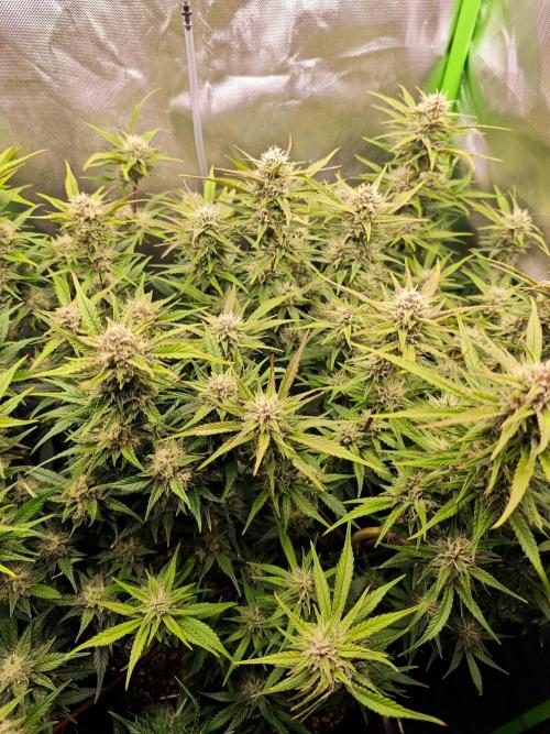 Guava Auto RF3 organic.. Week 8 - Guava Auto RF3 