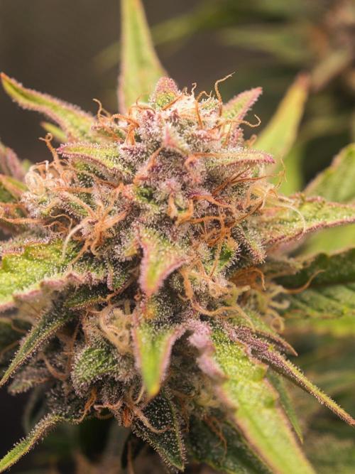 Guava Auto RF3 organic.. Week 9