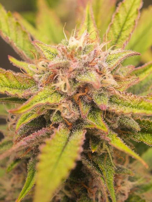 Guava Auto RF3 organic.. Week 9