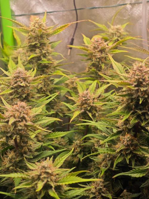Guava Auto RF3 organic.. Week 9