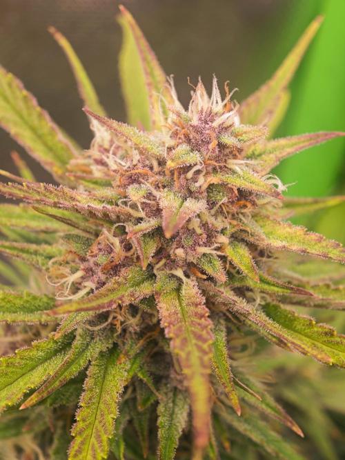 Guava Auto RF3 organic.. Week 9