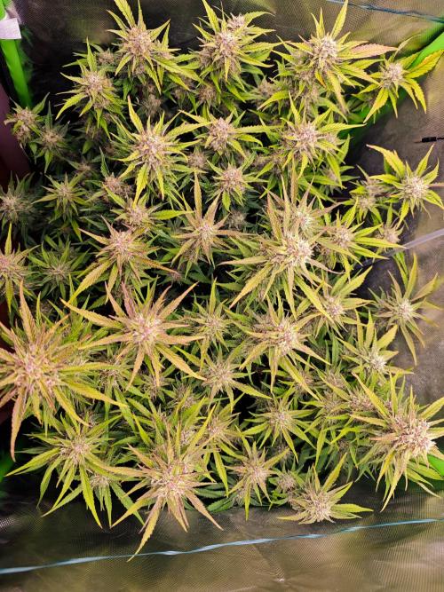 Guava Auto RF3 organic.. Week 9