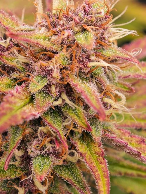 Guava Auto RF3 organic.. Week 10 - Guava Auto RF3