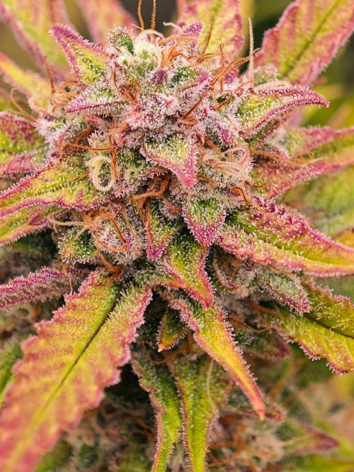 Guava Auto RF3 organic.. Week 10 - Guava Auto RF3