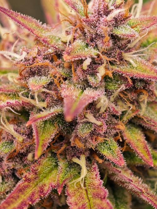 Guava Auto RF3 organic.. Week 10 - Guava Auto RF3