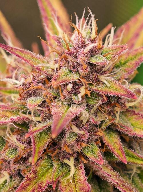 Guava Auto RF3 organic.. Week 10 - Guava Auto RF3