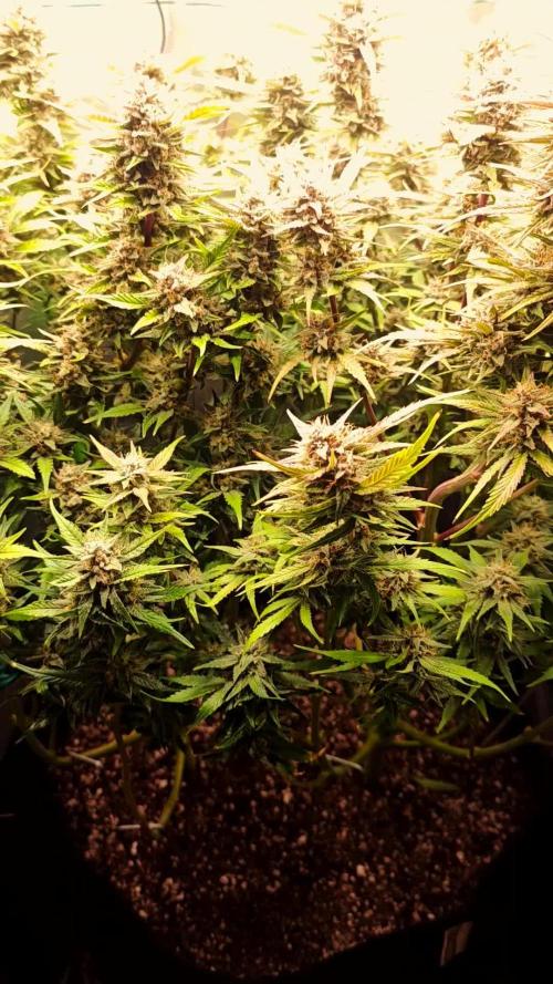 Guava Auto RF3 organic.