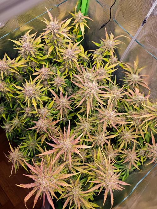 Guava Auto RF3 organic.. Week 10 - Guava Auto RF3