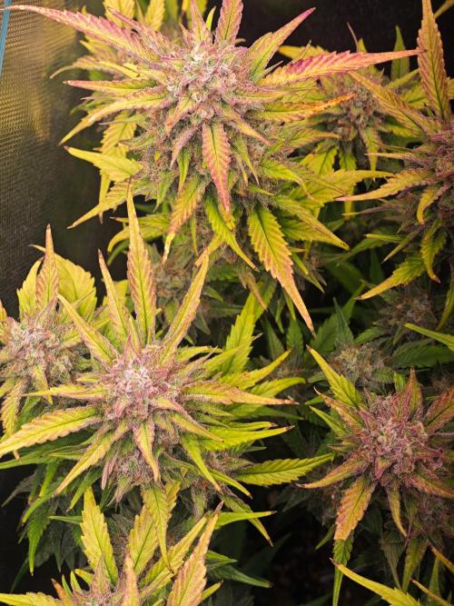 Guava Auto RF3 organic.. Week 10 - Guava Auto RF3
