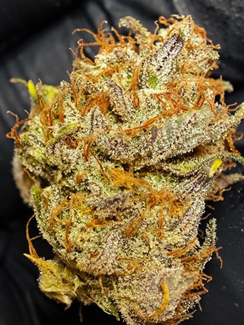 Guava Auto RF3 organic.. Week 11 - Guava Auto RF3