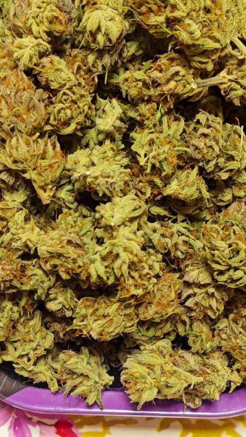 Guava Auto RF3 organic.