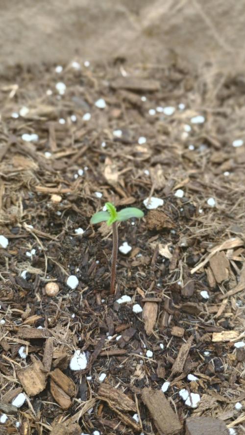 Special Kush ( Trying New Techniques ). Week 0