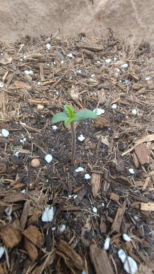 Special Kush ( Trying New Techniques ). Week 0