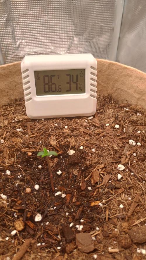 Special Kush ( Trying New Techniques ). Week 0