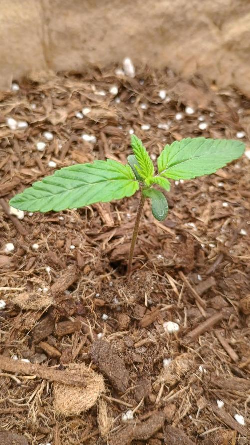 Special Kush ( Trying New Techniques ). Week 1