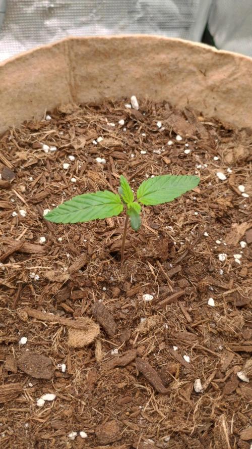 Special Kush ( Trying New Techniques ). Week 1