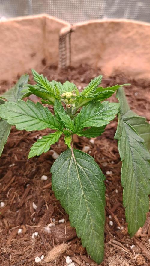 Special Kush ( Trying New Techniques ). Week 2