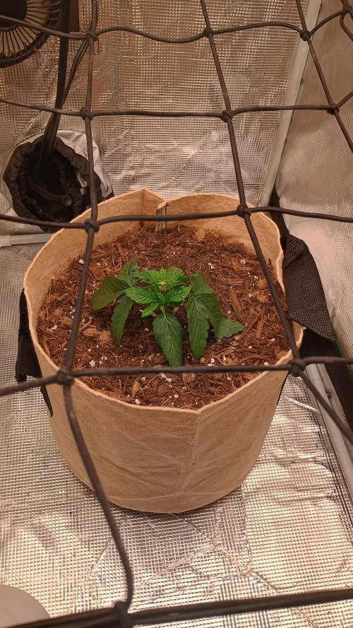 Special Kush ( Trying New Techniques ). Week 2