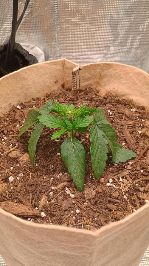 Special Kush ( Trying New Techniques ). Week 2