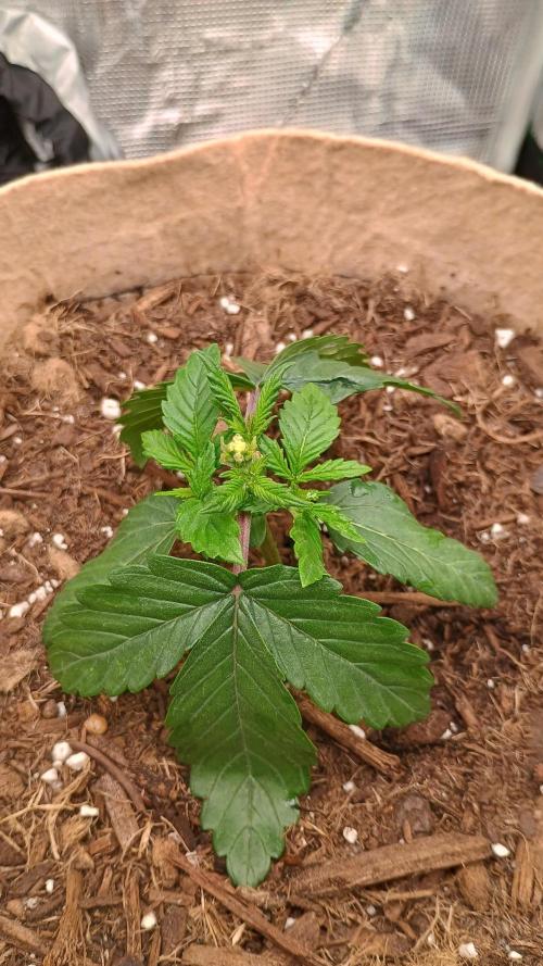 Special Kush ( Trying New Techniques ). Week 2