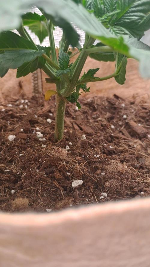 Special Kush ( Trying New Techniques ). Week 3