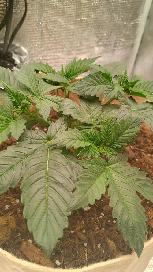 Special Kush ( Trying New Techniques ). Week 3