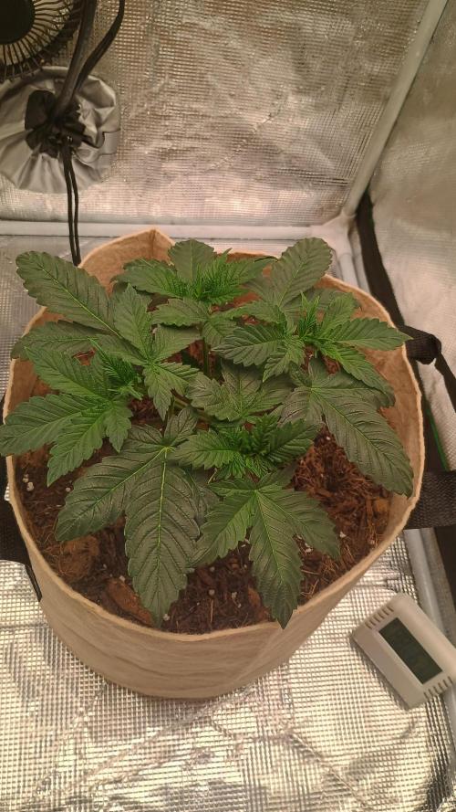 Special Kush ( Trying New Techniques ). Week 3
