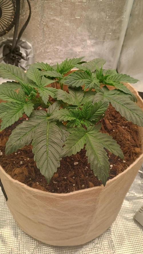 Special Kush ( Trying New Techniques ). Week 3