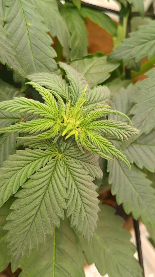 Special Kush ( Trying New Techniques ). Week 4