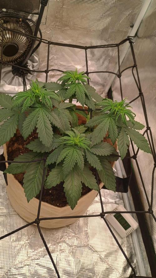 Special Kush ( Trying New Techniques ). Week 4