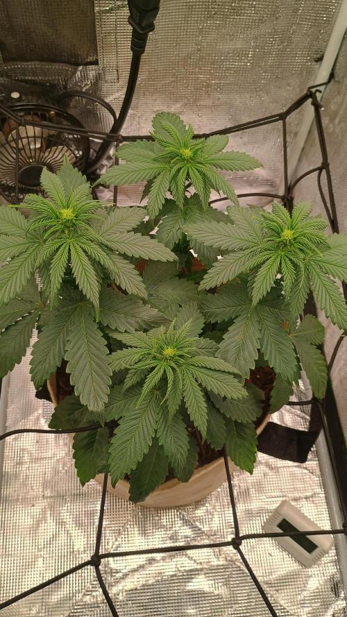 Special Kush ( Trying New Techniques ). Week 5