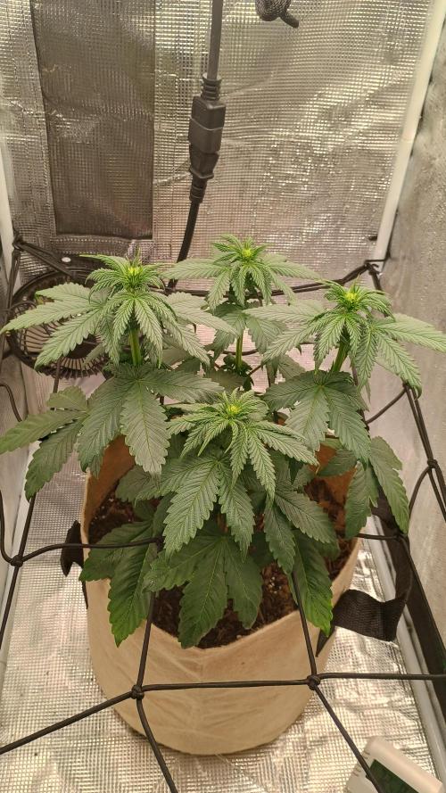 Special Kush ( Trying New Techniques ). Week 5