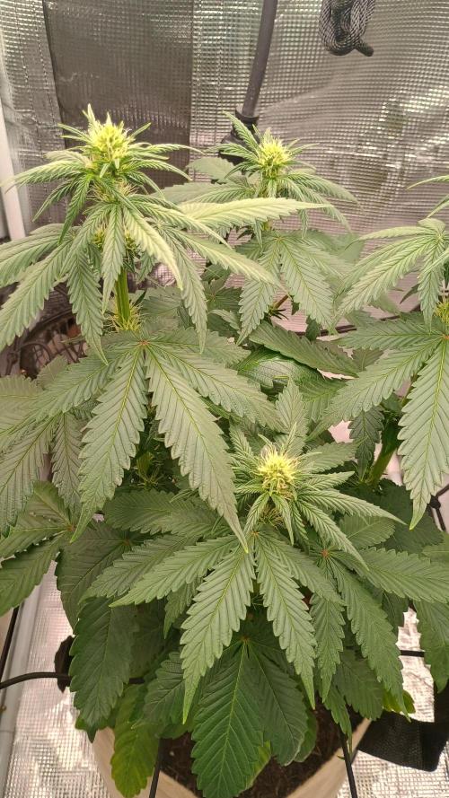 Special Kush ( Trying New Techniques ). Week 6